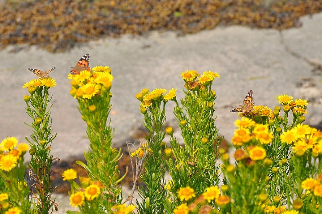 PAINTED LADY BUTTERFLY-5.jpg - PAINTED LADIES ON GOLDEN SAMPHIRES - THORNEY ISLAND, WEST SUSSEX - 11.8.09